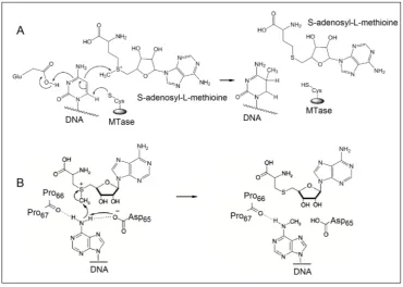 Figure 1. The reaction mechanism of the methylation of (A) cytosine and (B) adenine. (Reproduced with permis-sion from reference [10].) 