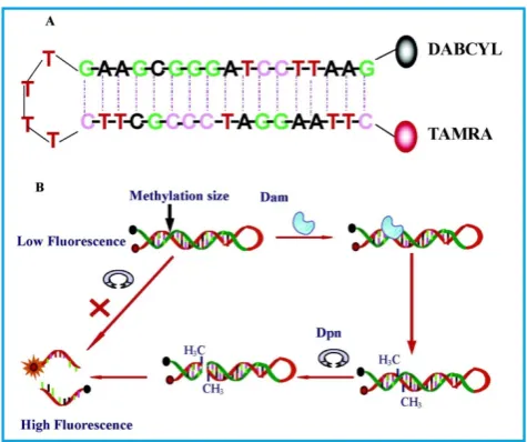 Figure 4. Schematic representation of the DNA MTase activity assay based on fluorophore (TAMRA) and quencher (DABCYL)-tagged DNA hairpin probes