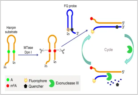 Figure 6. Schematic illustration of the DNA MTase activity assay based on Exo III-mediated target recycling