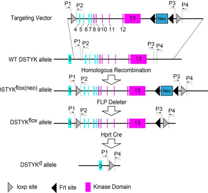 Figure 1. Schematic diagram showing the knockout strategy of DSTYK in mice. Exons 4-13 was removed from mouse genomic DNA leading to the kinase domain ablation of DSTYK protein