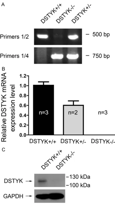 Figure 2. Genotyping, mRNA expression and protein expression of mice with kinase domain ablation of DSTYK