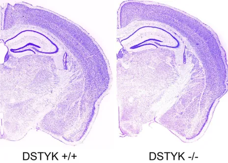 Figure 3. Representative Nissl staining of brain sections showed no significant morphological defects of mouse brain.
