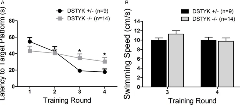 Figure 4. DSTYK knockout mice showed no significant defects in basic motor and balance capacity
