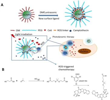 Figure 1. (A) Schematic illustration of the preparation of Ce6-CPT-UCNPs and concept of the light-regulated ROS-activated Ce6-CPT-UCNPs, OM: oleylamine