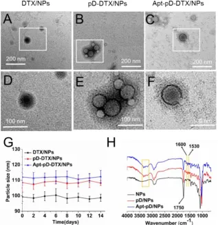 Figure 2. Characterization of all kinds of NPs. TEM images of (A) DTX/NPs, (B) pD-DTX/NPs and (C) Apt-pD-DTX/NPs