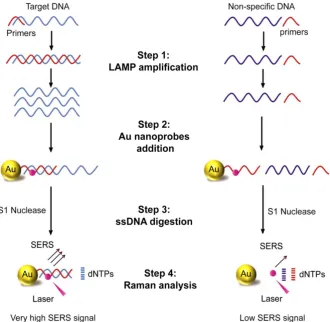 Figure 1. Schematic illustration of LAMP-SERS assay. The developed LAMP-SERS assay comprises the following steps: 1) LAMP amplification of the target DNA using 4 particular in the presence of 20-mer DNA oligonucleotides