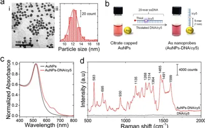 Figure 2. Preparation and characterization of Au-nanoprobes. (a) Characterization of gold nanoparticles: (i) TEM image; (ii) particle size distribution histogram