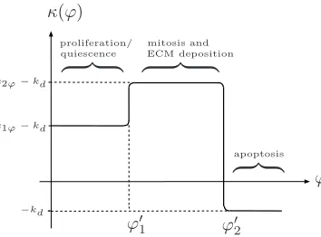 Figure 14. (a) A contour plot and (b) a surface plot showing the eﬀect of the cell density-PParameter values:dependent proliferative response given by (4.2) on tissue construct morphology at t = 0.65