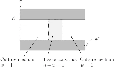 Figure 1. An idealised model of a perfusion bioreactor as a two-dimensional channel of lengthL∗ and width h∗ containing a tissue construct.