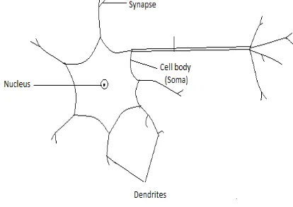 Figure 1:  Biological Neural Network 