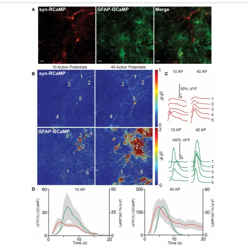 FIGURE 6 | RCaMP visualization in co-culture with GCaMP-expressingastrocytes. (A) Expression of RCaMP1h and GCaMP5G in cultured rathippocampal neurons and astrocytes using tissue speciﬁc promoters.Scale bars: 10 μm