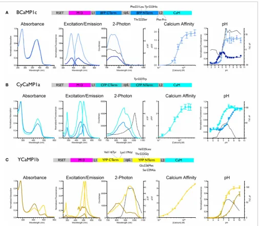 FIGURE 1 | Biochemical characterization of BCaMP, CyCaMP, and YCaMP.Schematic for each color variant is given