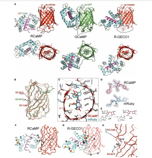 FIGURE 3 | Crystal structures of RCaMP, mRuby, and R-GECO1.(A)orthogonal views. The ﬂuorescent protein domain of each sensor wassuperimposed