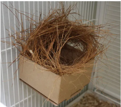Fig. 1 Photograph of a nest constructed by a pair of zebra ﬁnches inour laboratory. Photograph used with permission from Kate Morgan
