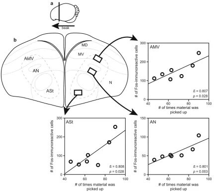 Fig. 2 Increased Fos production in the anterior motor pathway inmale nest-building zebra ﬁnches