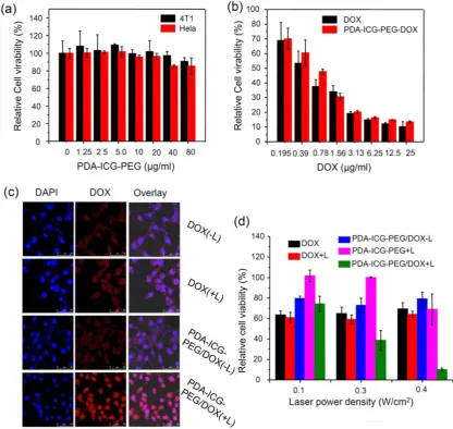 Figure 3.In vitro combination therapy.(a) Relative viabilities of 4T1 cells and HeLa cells after being incubated with various concentrations of PDA-ICG-PEG for 24 h