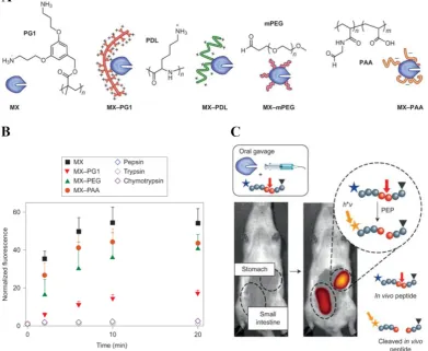 Figure 7. (A) Chemical structures of the four polymers examined: a cationic dendronized poly-(3,5-bis(3-aminopropoxy)benzyl)-methacrylate (PG1), cationic conjugates was measured using an endogenous enzymes