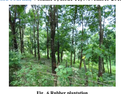 Fig . 6 Rubber plantation 