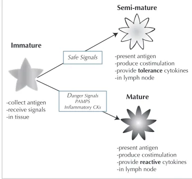 Figure 1: An abstract view of DC maturation and signals re-quired for differentiation.CKs denote cytokines, molecularmessengers between immune system cells.
