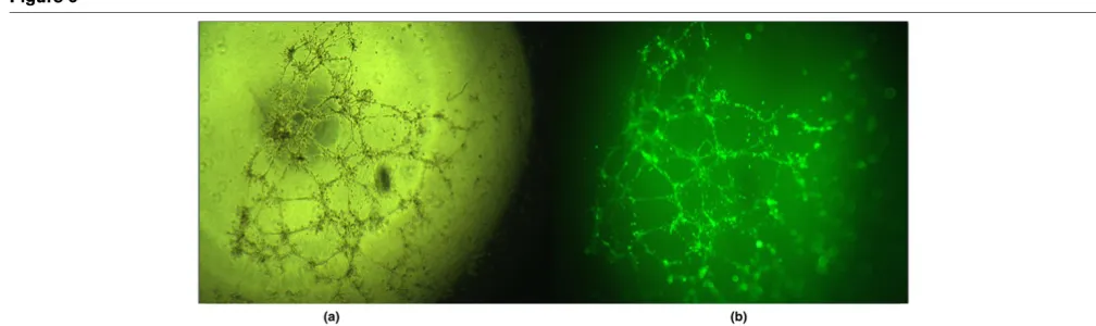 Figure 5Angiogenic capacity of endothelial progenitor cells during progression of multiple organ dysfunction syndromesAngiogenic capacity of endothelial progenitor cells during progression of multiple organ dysfunction syndromes