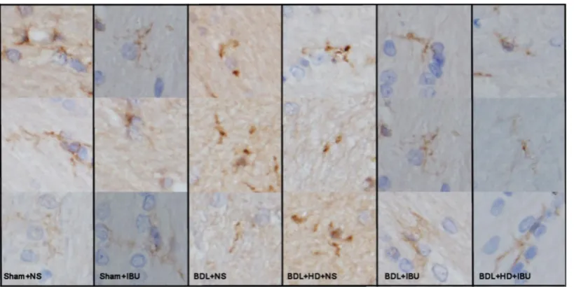 Figure 6. The representative micrographs showing the microglia by CD11b immunohistochemistry of the basal ganglia sections in six groups