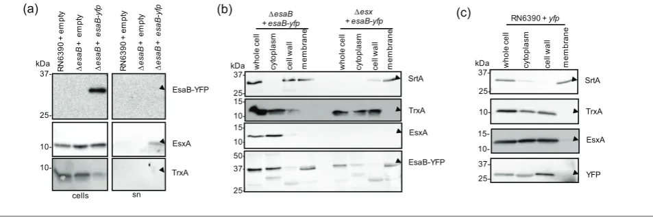 Fig. 4. EsaB is present in cells at low amounts. (a) Titration ofblot are shown. (b) RN6390 and the isogenicwas reached