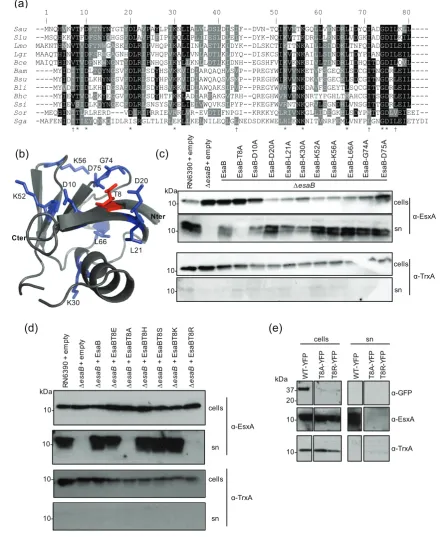 Fig. 5. Site-directed mutagenesis of conserved residues of EsaB. (a) Sequence alignment of EsaB homologues from: Sau-were mutated in this work