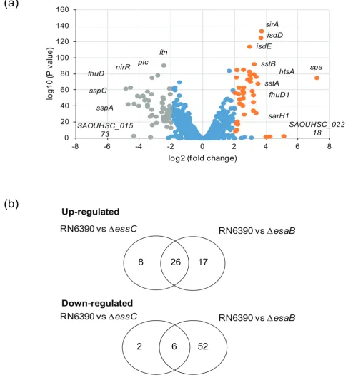 Fig. 2. RNA-Seq analysis of differentially regulated genes in the esaB mutant strain. (a) Volcano plot representation of the differentiallyexpressed genes in RN6390 strain compared to the isogenic esaB mutant