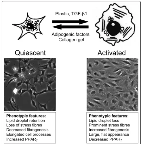 Figure 1 Summary of the process of hepatic stellate cell (HSC) trans-differentiation. The imaged cells are LX-2 cells taken after 72hrsgrowth with adipogenic factor induced quiescence on the left and activated cells on the right