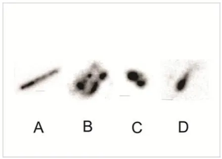 Figure 1.  Odd shaped galaxies at very high redshifts from the Hubble Ultra Deep Field galaxy survey