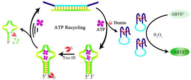 Figure 8. Schematic illustration of ATP recycling through Exo-III cleavage and DNAzyme formation