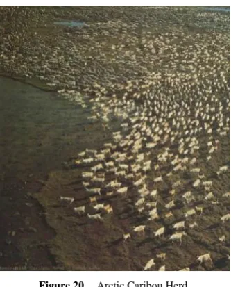 Figure 20.  Arctic Caribou Herd 