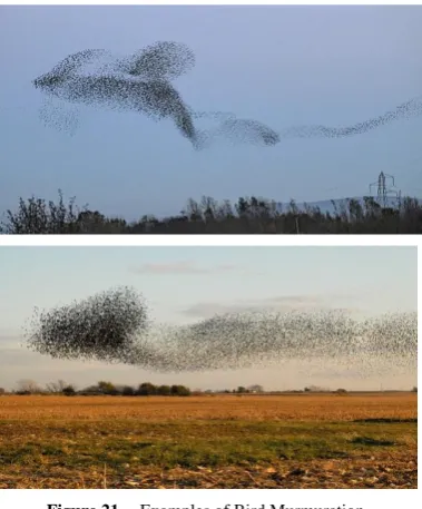 Figure 21.  Examples of Bird Murmuration 