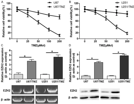 Figure 1. Increased EZH2 expression in TMZ-resistant GB cells. A. The cell viability rate of U87 and U87/TMZ cells