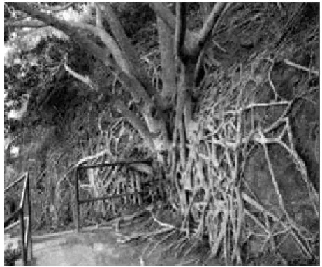 Figure 4E  Stabilization of a slope by the root system of a banyan tree, Hawaï (source: Google Books Result, http://books.google.com.ng>books) 