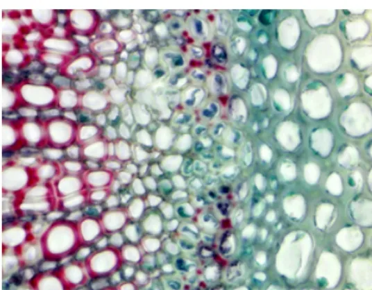 Figure 5.3. Image acquired and corrected