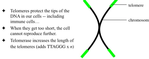Fig. 5.1. Telomeres protect the tips of our chromosomes, and allow cells to repro-duce successfully.
