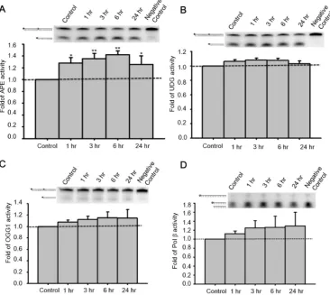 Figure 4. Administration of GLP-1 enhanced the enzymatic activity of APE1, but not UDG, OGG1 or Polβ