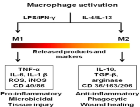 Figure 1. Activation states, released products and functions of macrophage phe-notypes