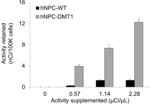 Figure 6: hNPC-DMT1 show increased 52Mn uptake compared to hNPC-WT after a one-hour incubation as measured by gamma counting (representative results from one trial shown)