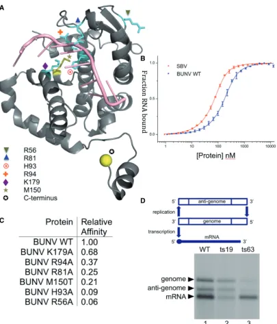 Figure 3. Structure–function analysis. (replicon assay tests relative activity of the N protein in the replication and transcription of a model BUNV segment; ts19 shows considerablyhave been mutated and tested for RNA-binding afﬁnity, and mutant residues t