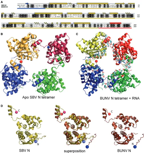 Figure 1. Crystal structures of the apo SBV N protein and BUNV N protein in complex with RNA