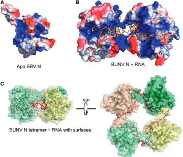 Figure 2. RNA binding by orthobunyavirus N proteins. (groove. (A) Electrostatic surface of a SBV N protomer reveals the electropositive RNA-bindingB) Two molecules of BUNV N bound to RNA (as seen from inside the tetramer; RNA is yellow sticks representatio