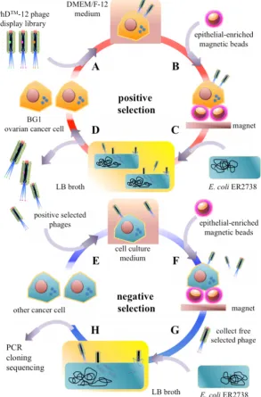 Figure 1. The working principle for screening of ovarian cancer cell-specific oligopeptides from a phage display library on an integrated microfluidic system