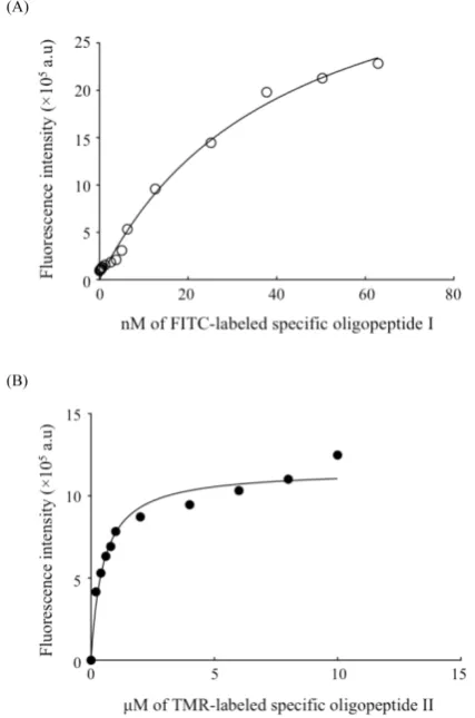 Figure 4. The binding affinity analysis of oligopeptide I (A) and oligopeptide II to measure the gated fluorescence intensity