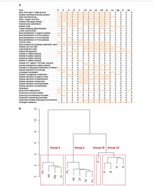 FIGURE 1 | (A) Matrix of root traits likely to improve the acquisition ofessential mineral elements