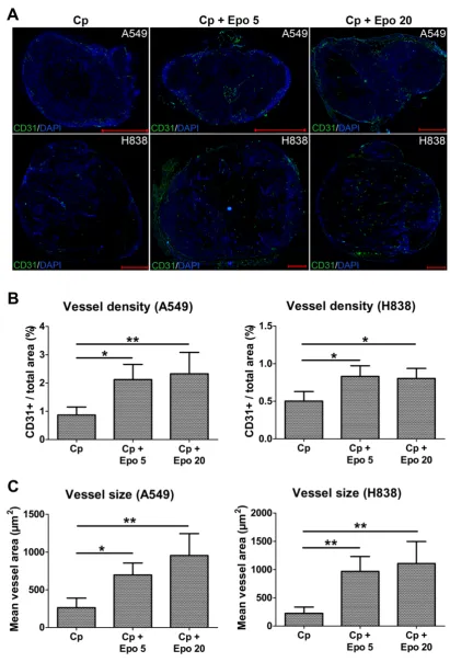 Figure 2. Epo co-medication leads to higher vessel density and size. Representative immunostainings for endothelial cells (CD31, green) and cell nuclei (DAPI, blue) of A549 and H838 tumor sections at day 21 (co-medicated (Cp + Epo 5 and Cp + Epo 20) A549 a