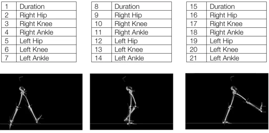 Figure 1. Diagram showing the genome encoding used for the gait simulation. Each phase