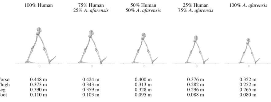 Figure 2. Diagram illustrating the process of gait morphing. The linear dimensions, muscle