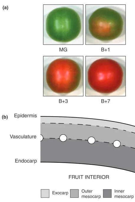 Figure 1. Tomato fruit development and pericarp structure.(a) Representative fruit from each of the four stages of ripening considered.Note the slight colour change that is visible in B þ 1, indicating the start ofchromoplast differentiation.(b) Part of a 